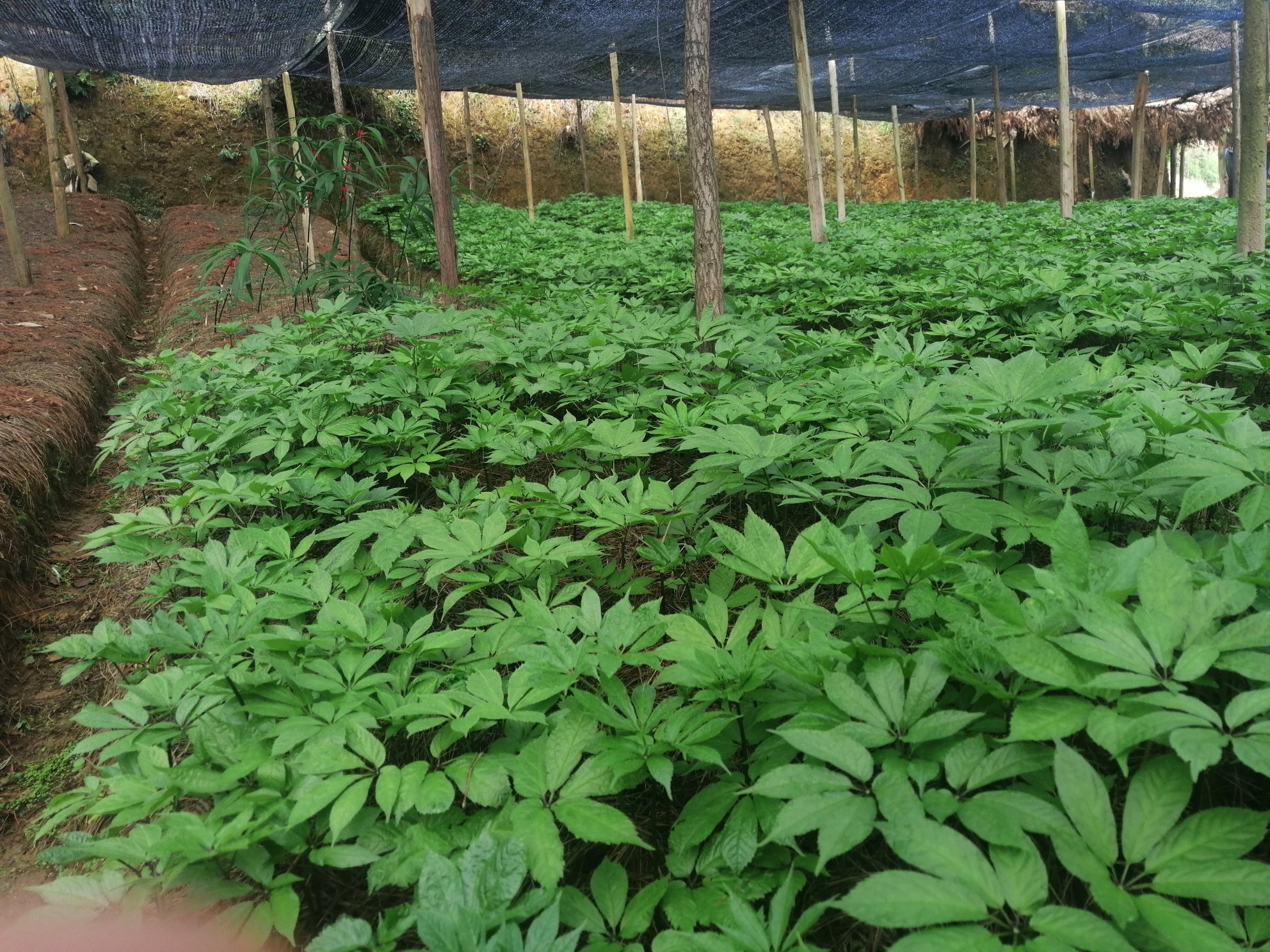 三七种植基地实景图