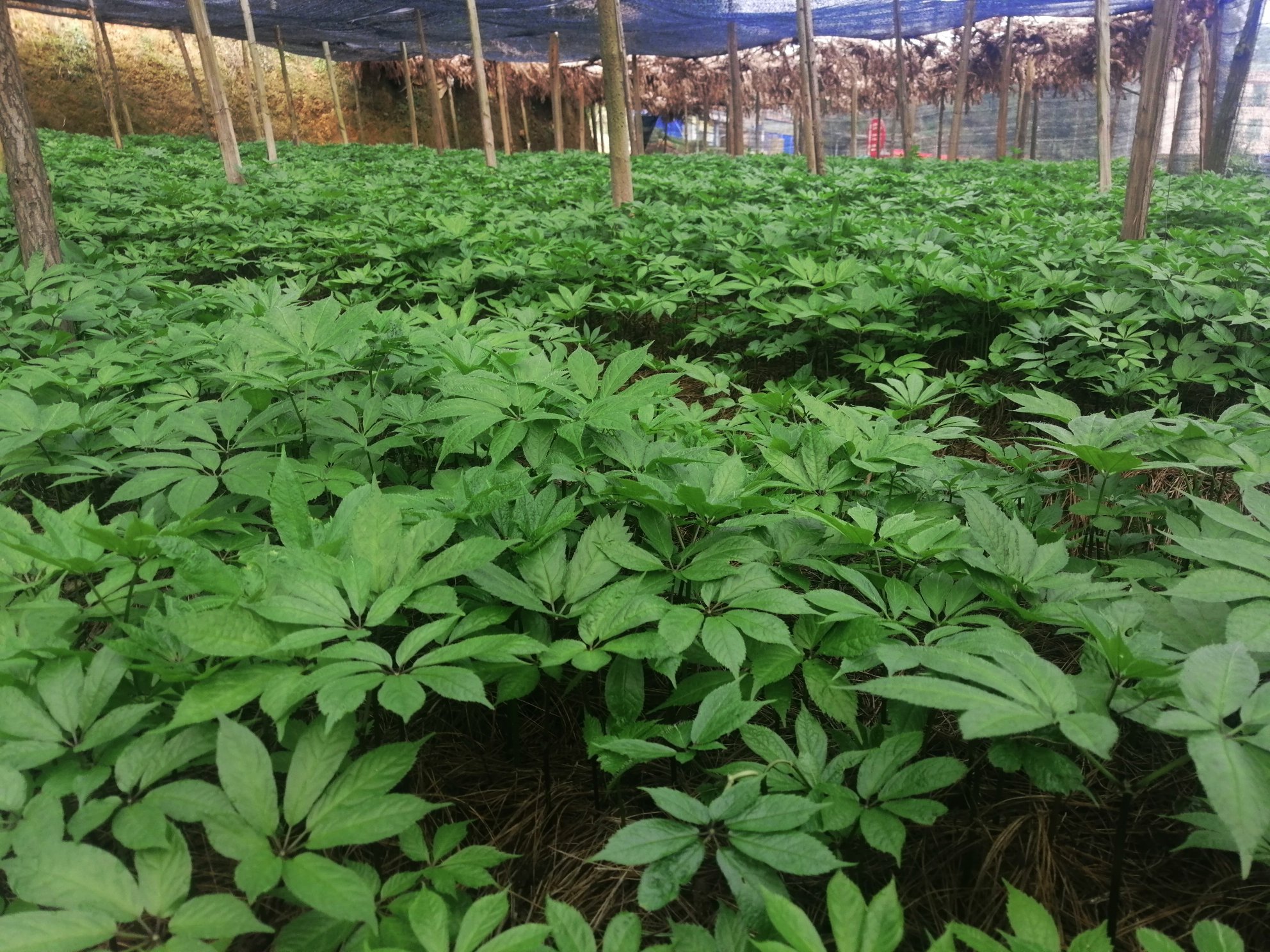 三七种植基地航拍图
