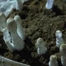 鸡腿菇鲜货，基地直供。提供分拣