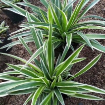 金边吊兰盆栽植物花卉室内原盆发货