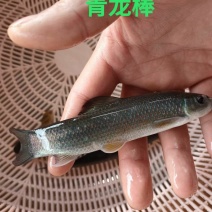 青鱼