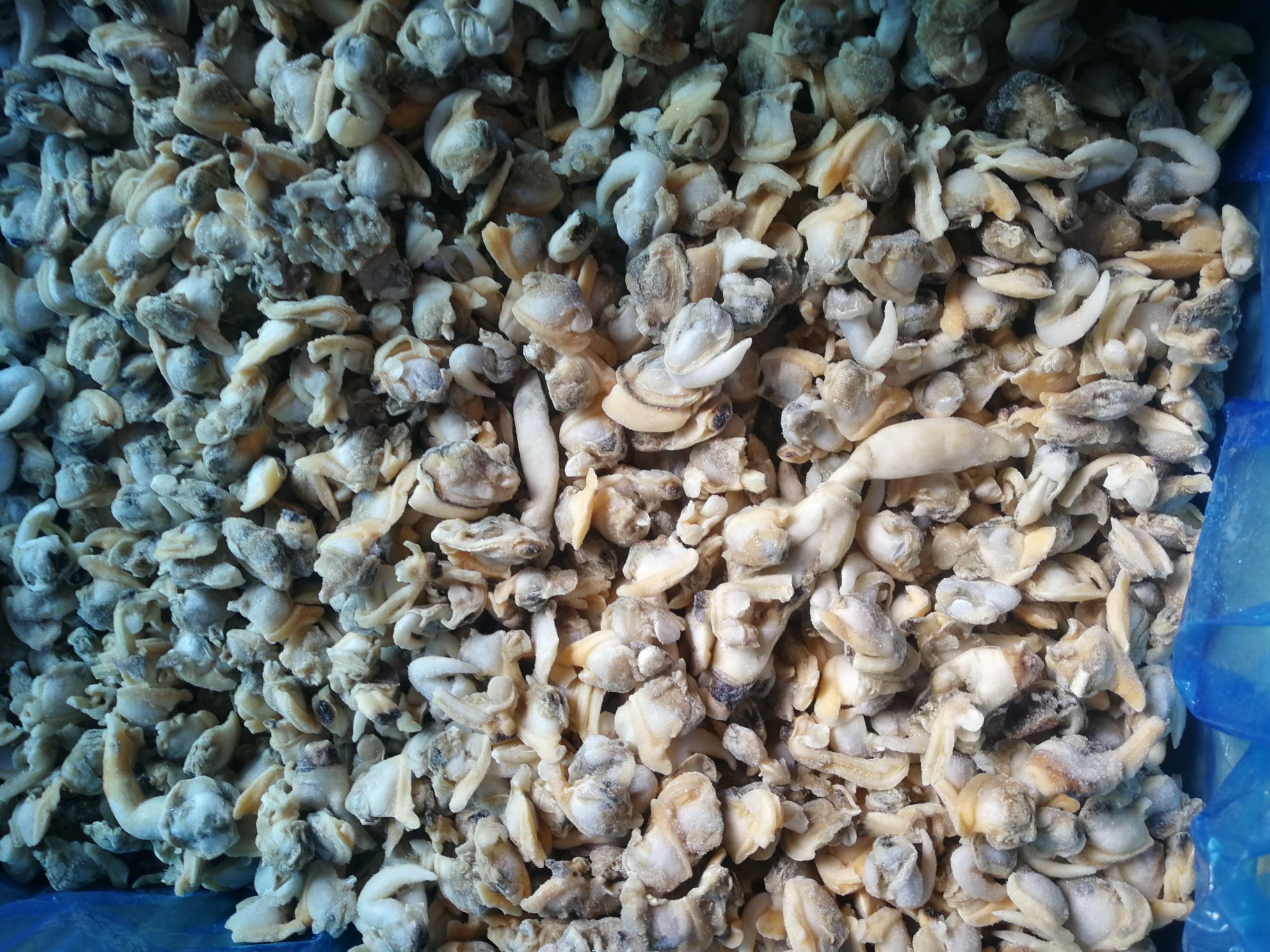 对比图：花蛤与扇贝并列展示