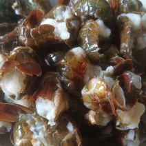 【热销中】小龙虾新鲜虾尾，肉质饱满，诚信经营
