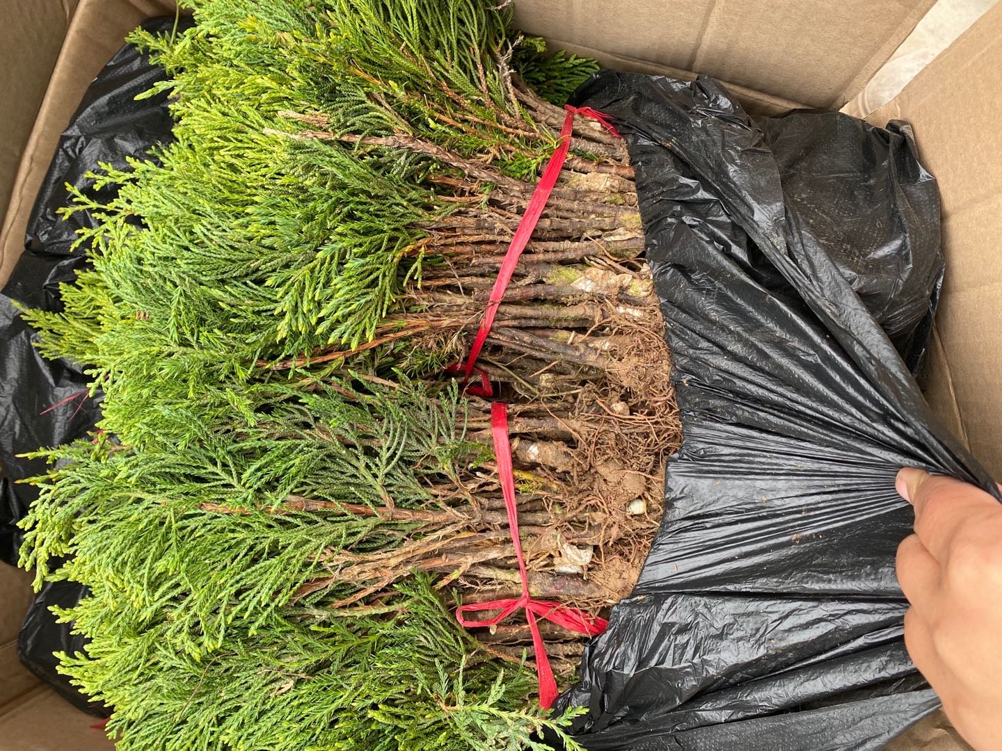 龙柏苗木检测与包装