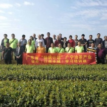 油茶苗高产嫁接油茶苗长林湘林软枝系列油茶苗白花中大果包邮