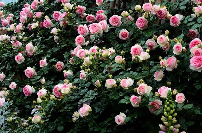 藤本月季瑞典女王盛开特写