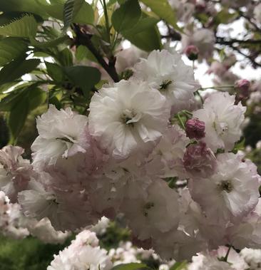 [樱花树批发]松月樱 名樱之首 名贵品种 日本樱花 好看到极致的花价格