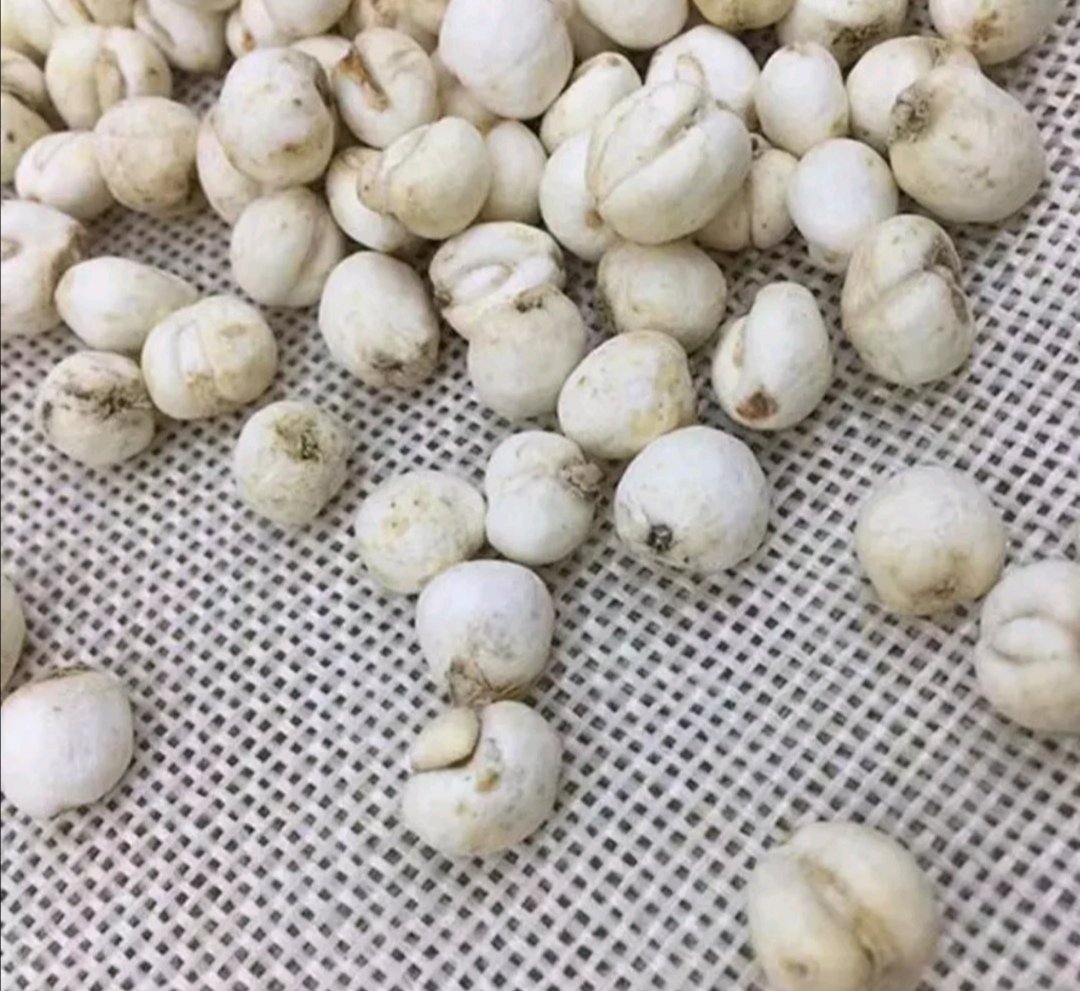 市售藏贝母真假对比图