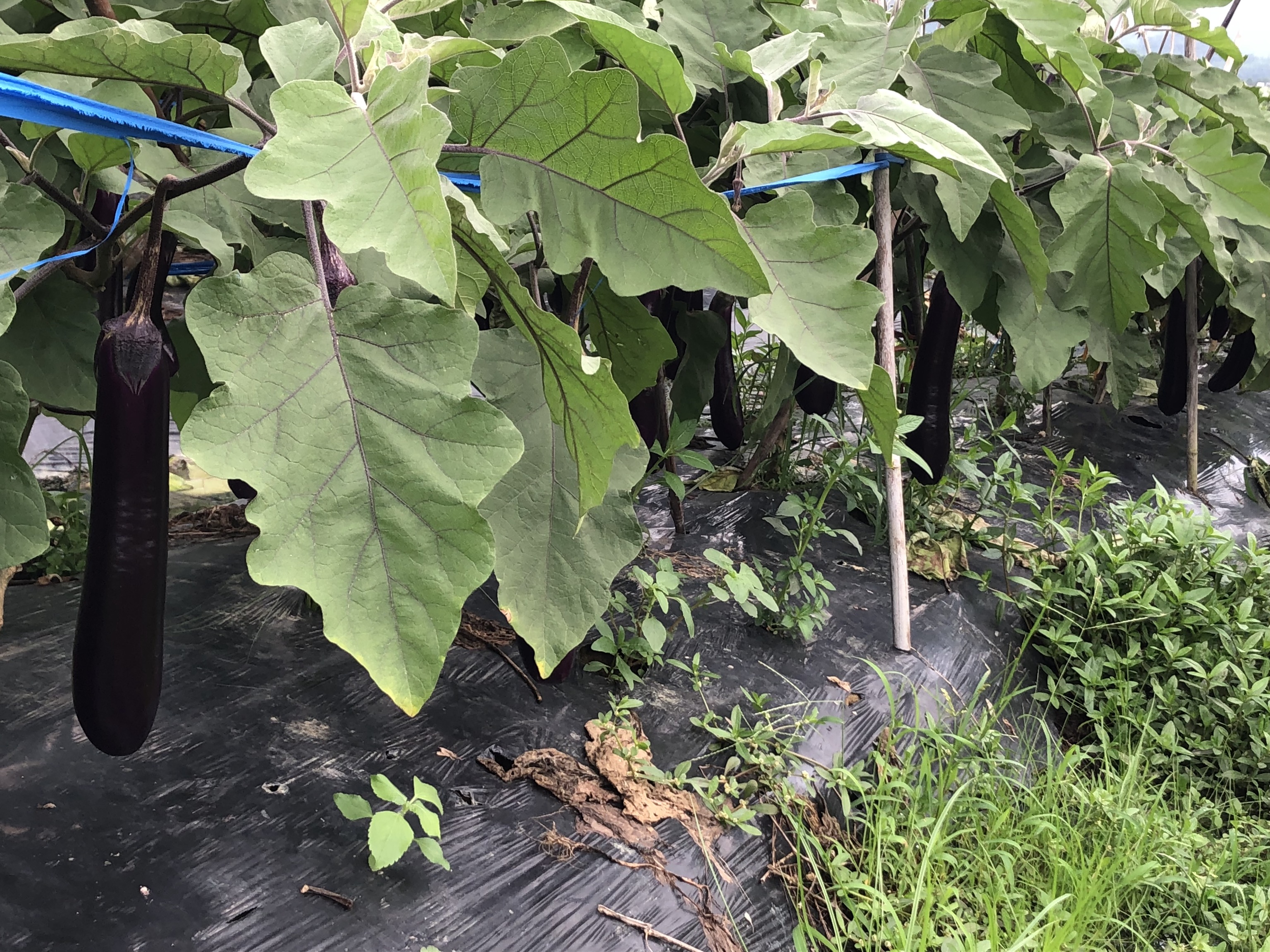 一片整齐的702长茄种植基地,植株健壮,叶片浓绿,紫色长茄垂挂于枝条间,果形笔直修长,表面光滑有光泽,阳光照射下呈现诱人的深紫黑色,田间管理规范,滴灌带清晰可见 702长茄田间生长实景图