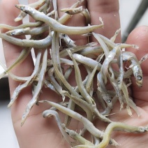 牙签鱼，又名银针鱼（深海鱼，刺少，口感好，低盐）