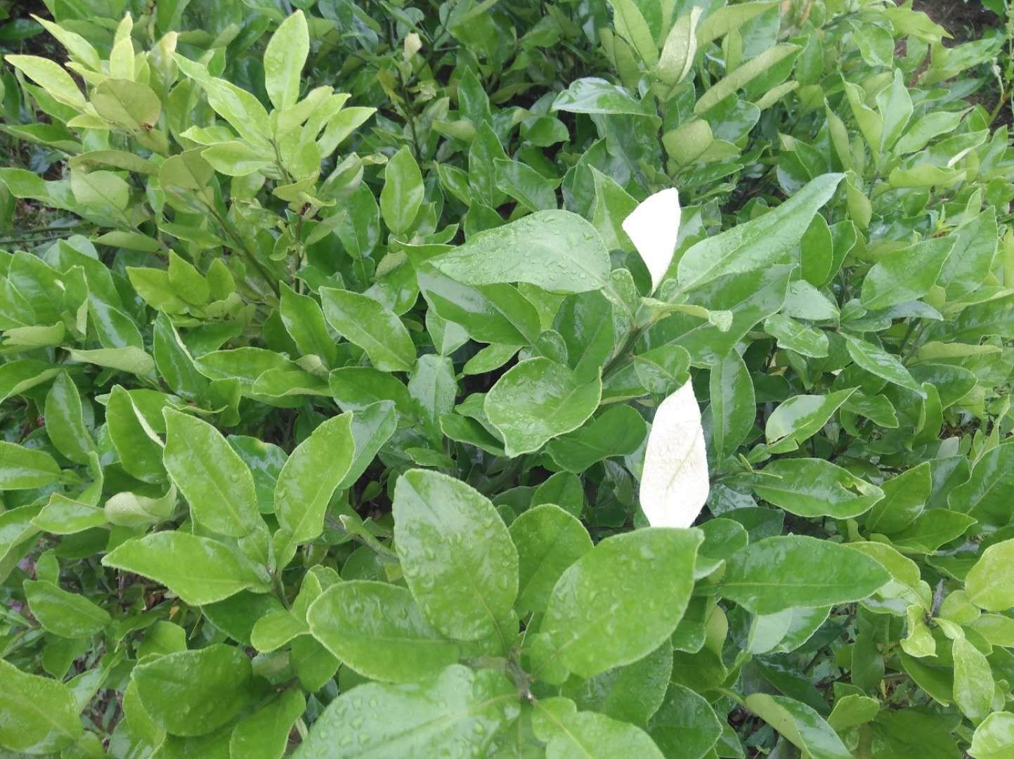 沙田柚苗生长状态