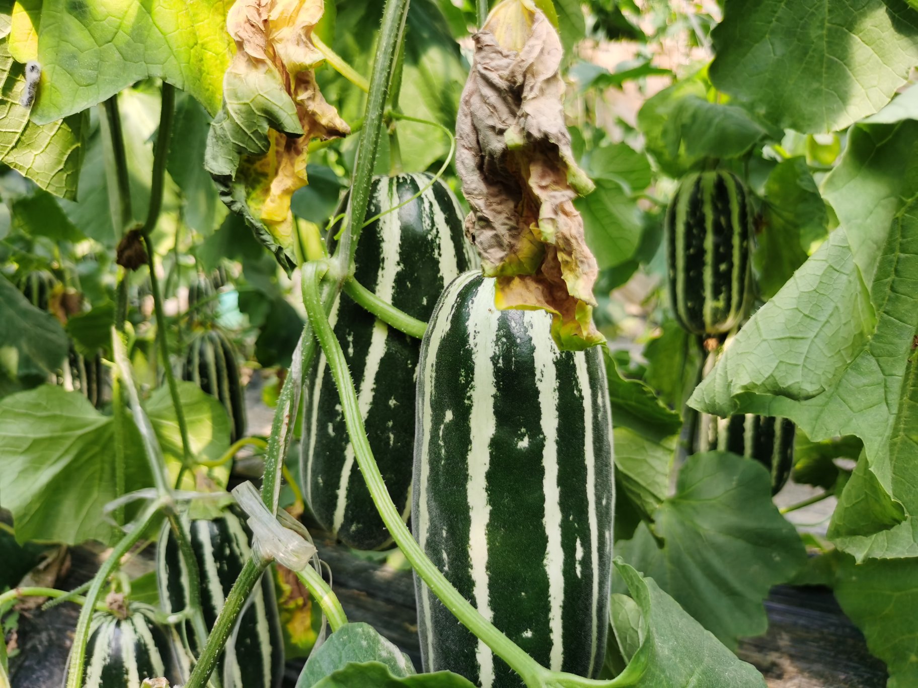 羊角蜜甜瓜整体特写