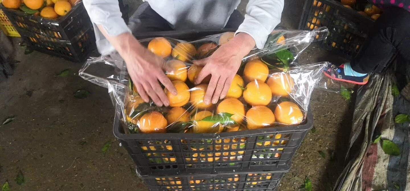 展示夏橙从采摘到催熟处理的流程图,包括采摘、分级、催熟室、包装等环节 夏橙采摘与催熟处理流程示意图