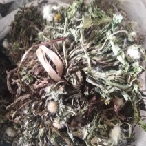 药用婆婆丁，野生蒲公英，药用蒲公英，泡茶用，带花带根干货