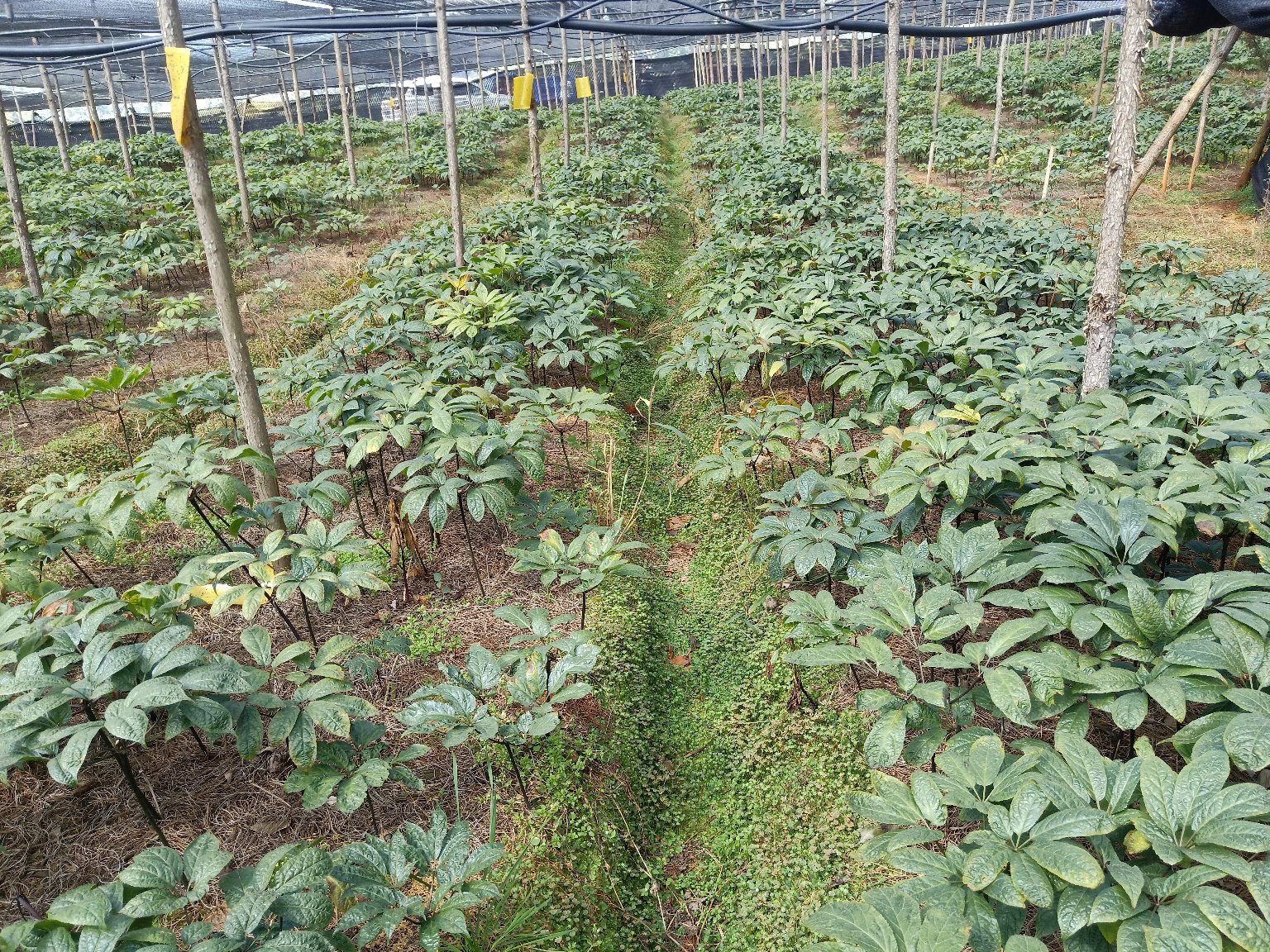 三七种植基地中翠绿的三七叶子,阳光照射下显得生机勃勃 三七叶子的种植场景