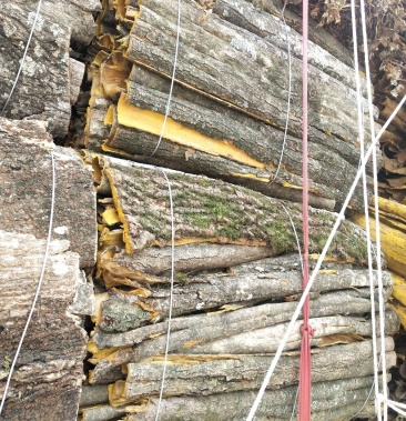 黄柏初刮黄柏全黄去皮黄柏产地供应