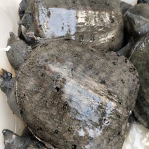 特价甲鱼