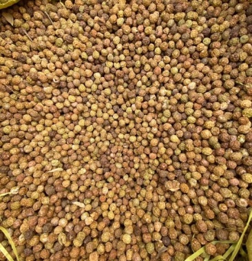 [青桐种子批发]秋季新采青桐种子价格10.00元/斤 - 一亩田