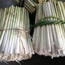 微山湖野生蒲菜