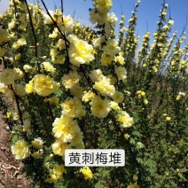 黄刺梅，黄刺梅堆，黄刺梅扦插苗，黄刺梅杯苗