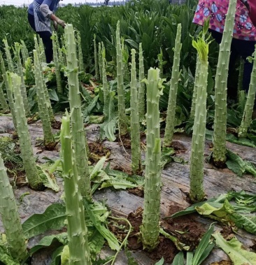 云南基地新鲜贡菜莴笋光杆出售价格便宜