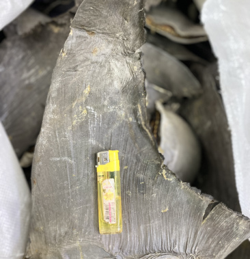 牙勾翅鱼翅天然原色牙拣鱼翅金勾翅行家品质酒店食材