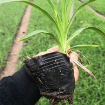 金娃娃萱草，大花萱草，红运萱草基地直销大量有货