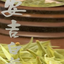 安吉白茶