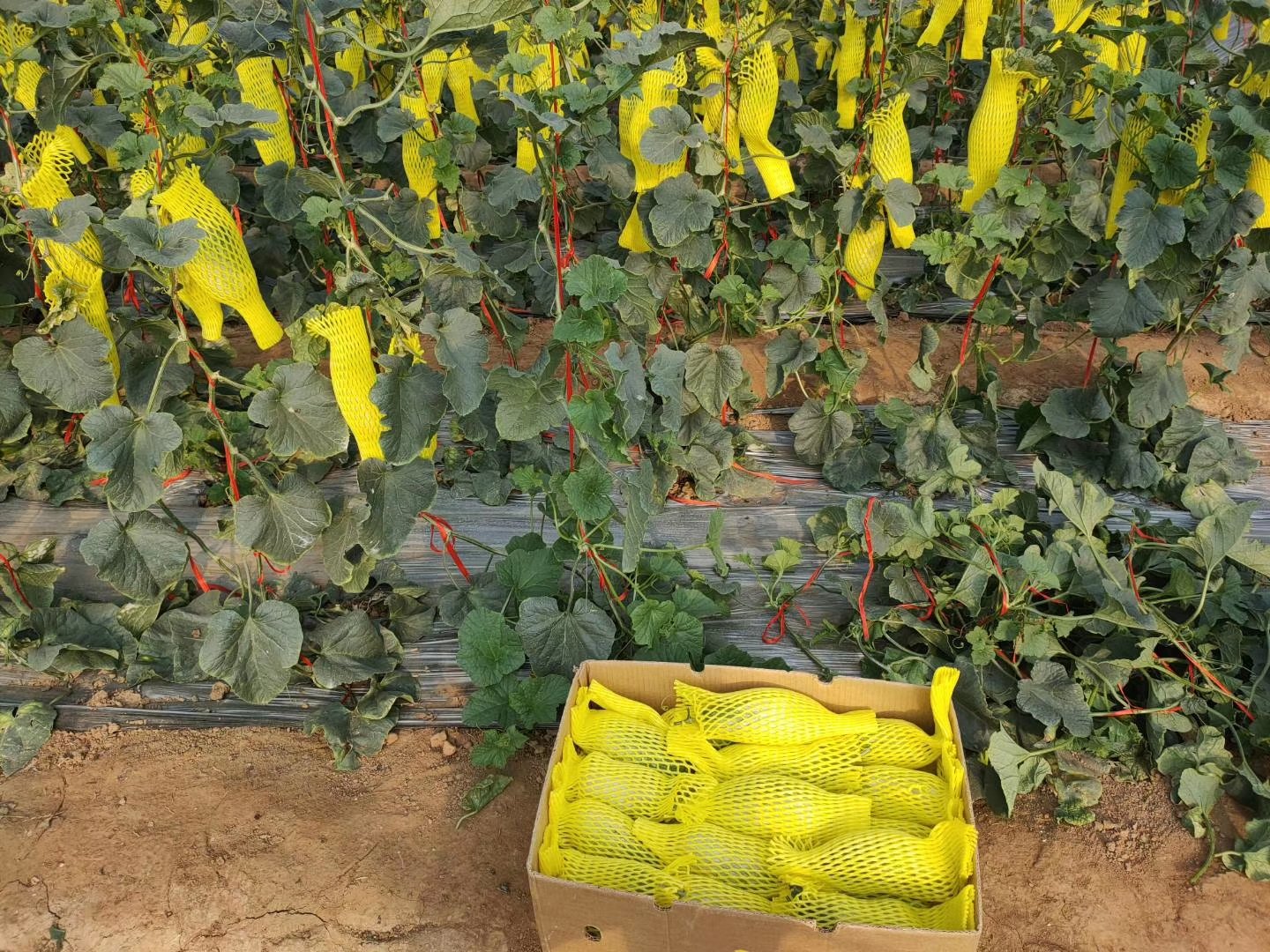 羊角蜜香瓜种植园内游客正在采摘果实,背景为整齐排列的甜瓜藤蔓 羊角蜜香瓜采摘园实景
