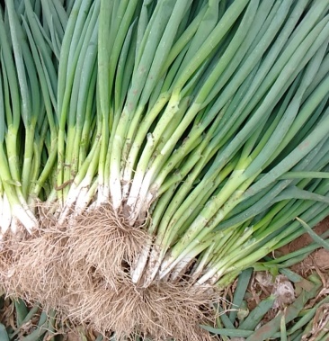 [小葱批发]分葱价格0.40元/斤 - 一亩田