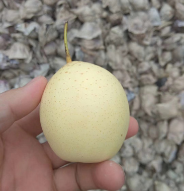 小鸭梨价格特低口感特甜