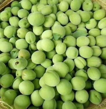 广西贺州酸梅 梅子 酸梅子泡酒酵素梅大量现货