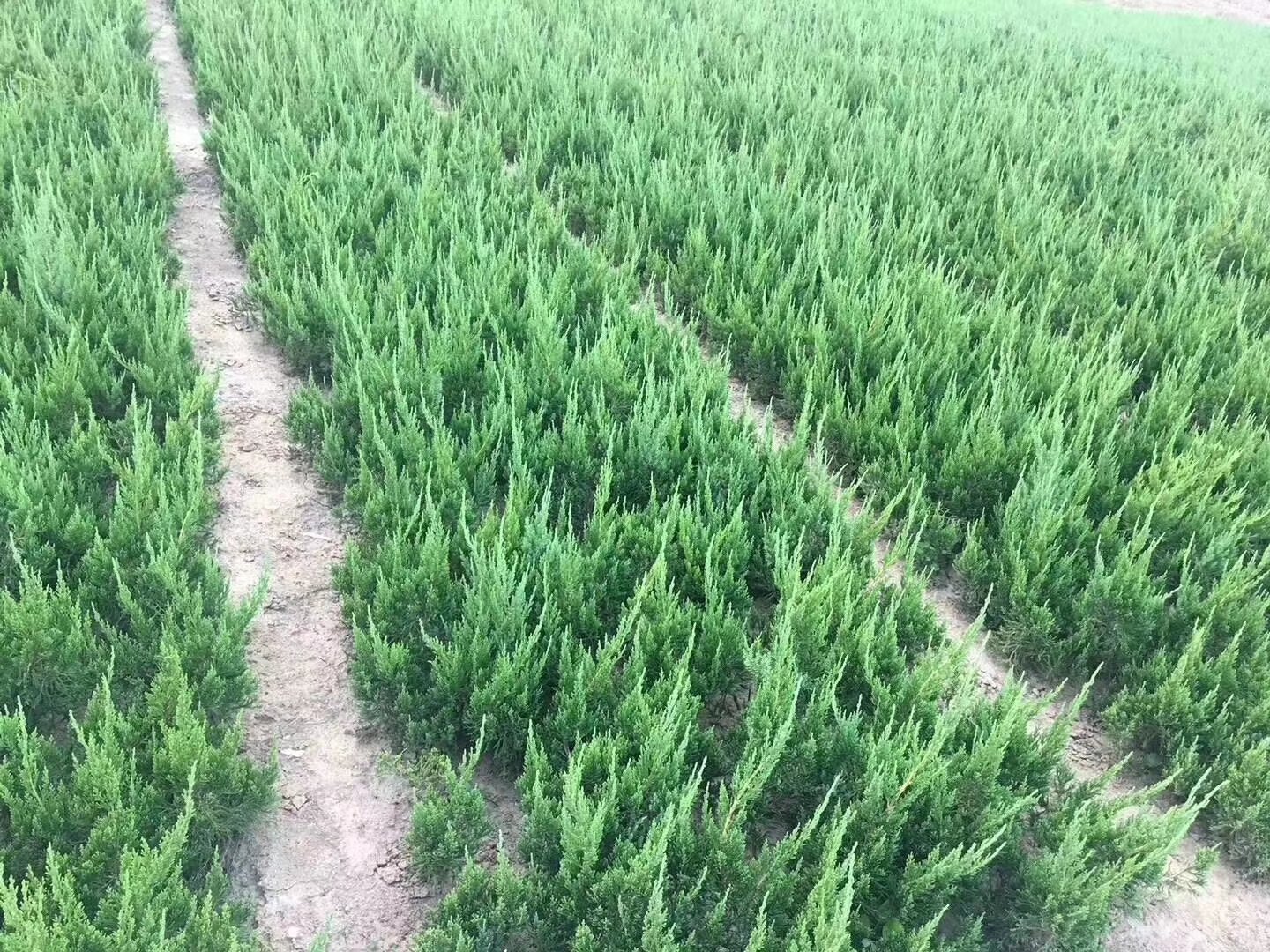 展示大规模种植的铺地龙柏苗圃,整齐排列的植株正在接受日常养护,背景可见正在进行打包运输的工作人员 铺地龙柏苗圃种植场景