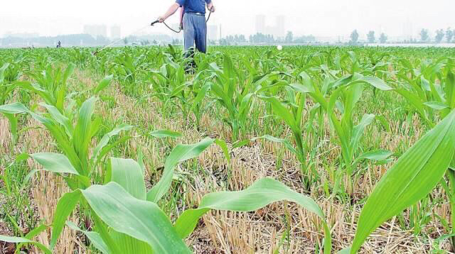 秋季圣女果田间管理场景