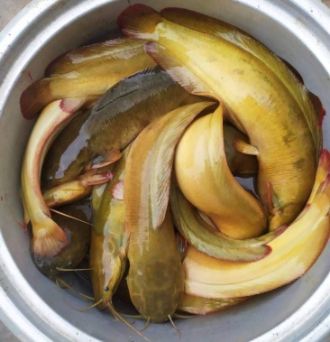 出售塘鲺鱼抗角鱼土杀