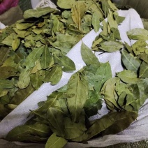 香叶，特绿香叶，干度好的特绿的调味香叶，量大从优