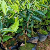 春天到了，种树就要种椅楠沉香，产地直供，支持线上保障交易