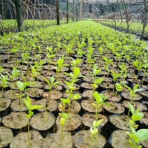 沉香芽苗，苗场补苗专用，产地直传支持线上保障交易。