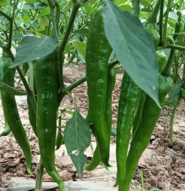 丰抗21大棚鲜辣椒现货