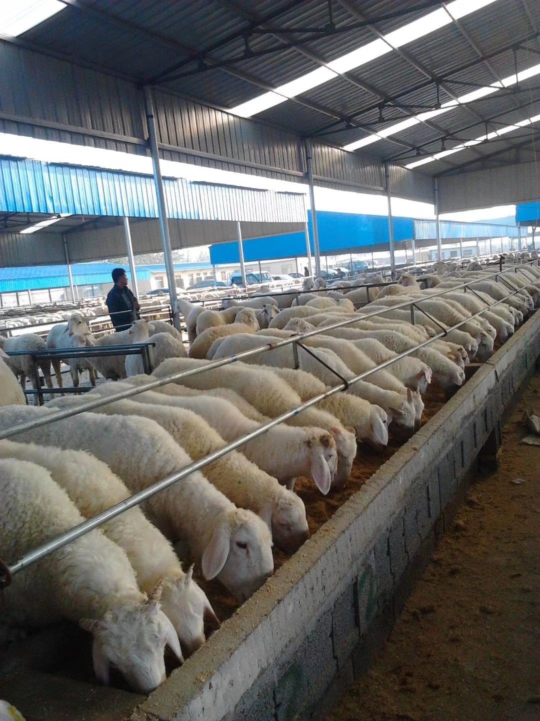 [种羊批发]黑头杜泊种羊,杜泊羊公羊一手货源包送到家直销价格1600