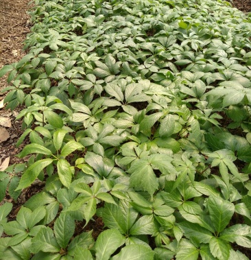 [竹节参批发]大叶竹节参两年苗价格1.00元/棵 - 一亩田