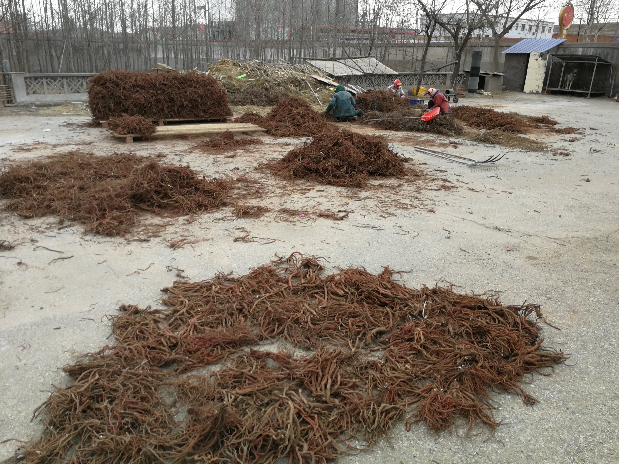 人参种植田间管理现场,工作人员正在检查根部健康状况 人参种植田间管理现场图