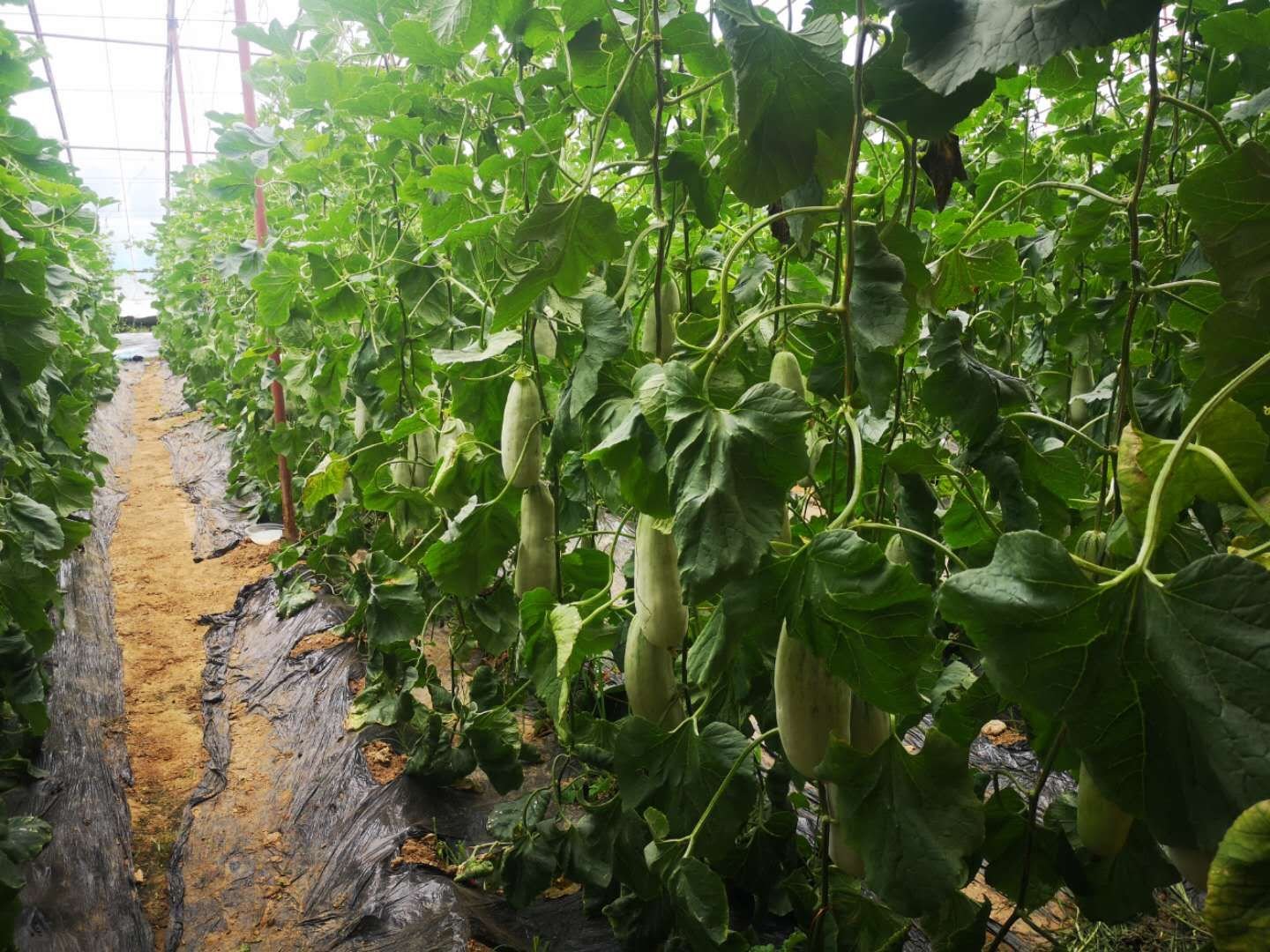 羊角蜜甜瓜种植基地