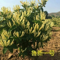 金银花苗盆栽地栽产量高适应性强包成活包邮