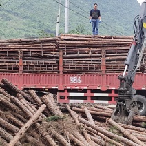 大量湿地松木桩，本地松木桩，批发欢迎新老客洽谈预定