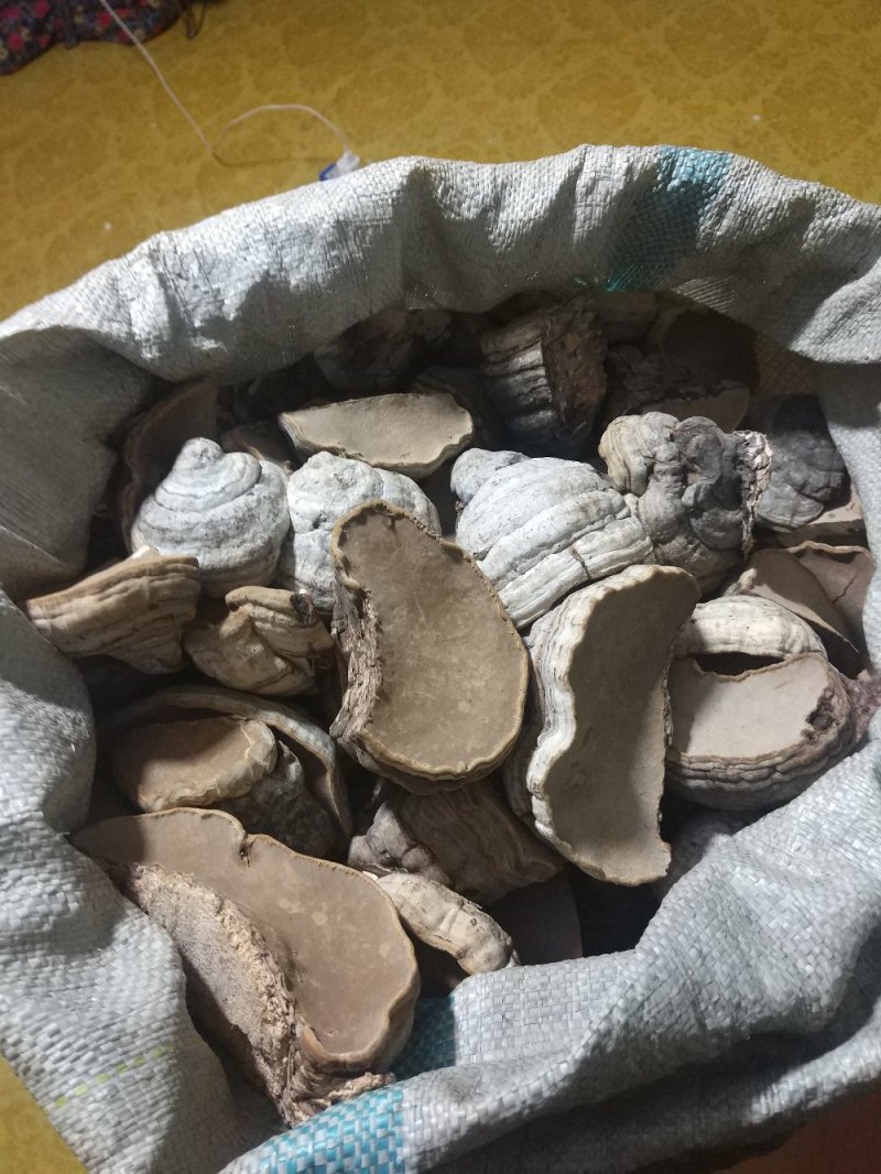 桦树木蹄灵芝.马蹄灵芝.木蹄层孔菌芝