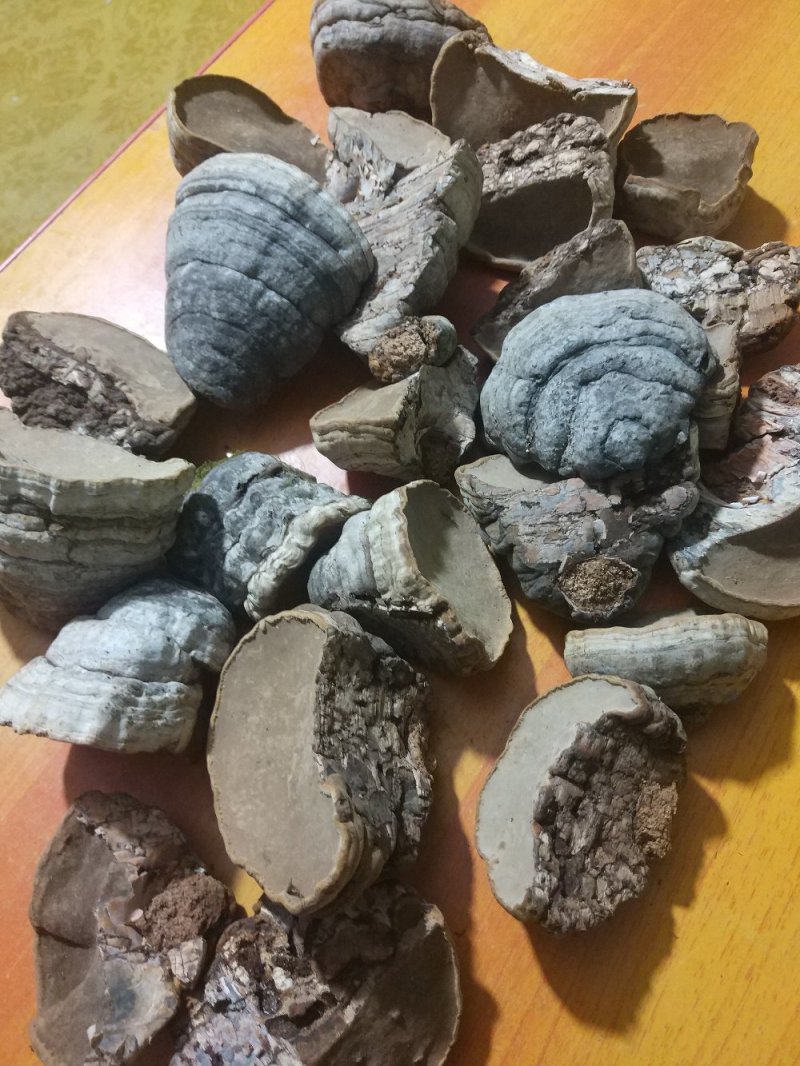 桦树木蹄灵芝.马蹄灵芝.木蹄层孔菌芝