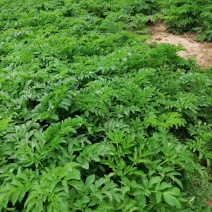 预售百亩白芷种子，纯新，保证二年生，发芽率百分之九十八