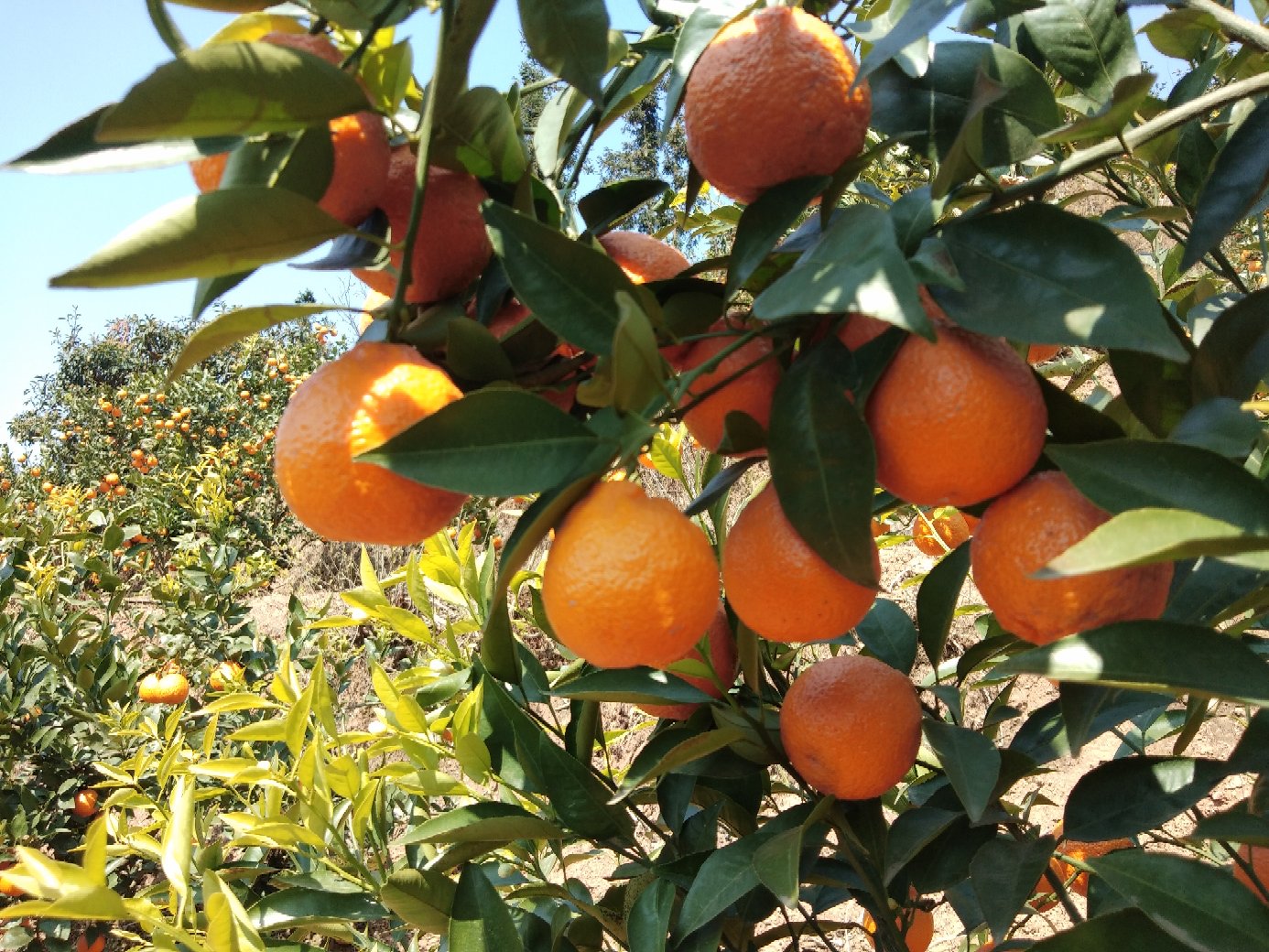 黄果柑果园实景图