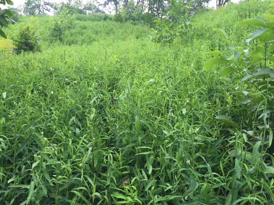 北柴胡植株在自然环境中生长的状态,叶片细长,根部粗壮,整体呈灰绿色 北柴胡植株生长图